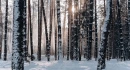 Manufacturing PMI at 2-year low in December 2025 on easing new orders, output and employment – The Hindu