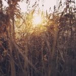 ‘’The song ‘Shararat’ comes from a very personal place’: ‘Dhurandhar’ composer REVEALS the song’s true in